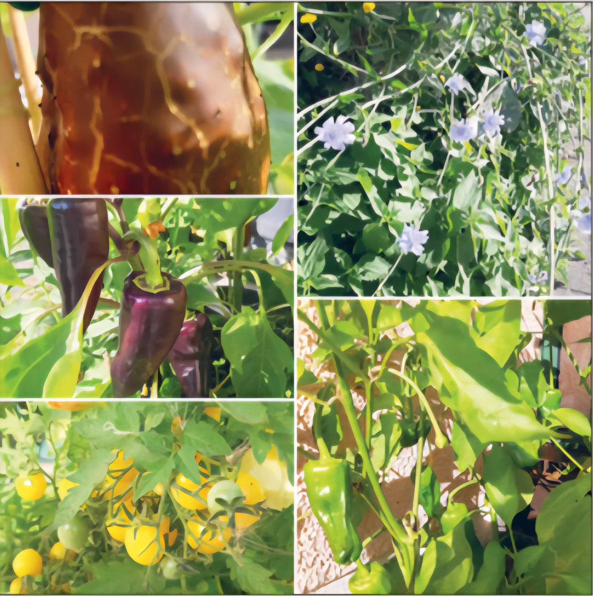 Permakultur & naturnah Gärtnern